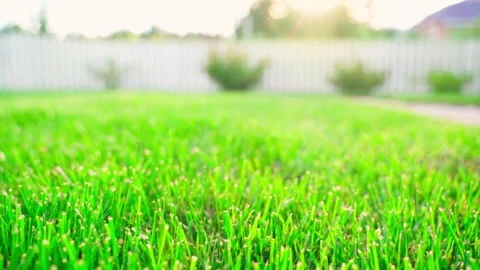 Sunset against the backdrop of a lush green lawn, close-up. Well-groomed trimmed Stock Footage 256652224