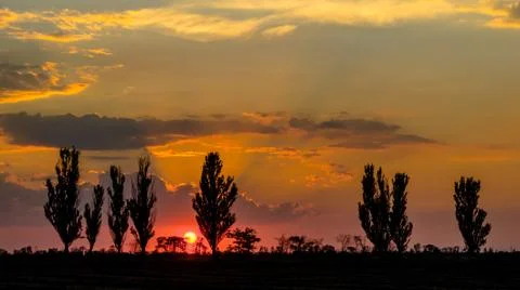 Sunset against the backdrop of tall trees and clouds Stock Photos
