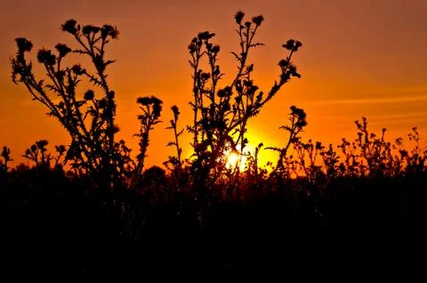 Sunset against the backdrop of thistles Stock Photos