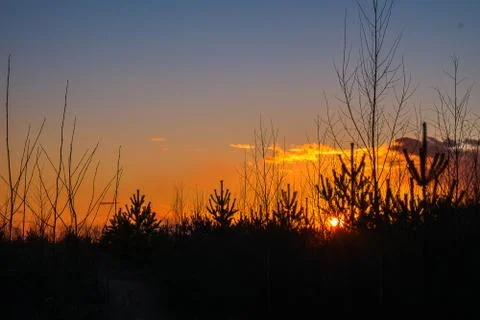 Sunset against the backdrop of tree tops. Stock Photos