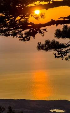 Sunset against pine tree and the sea. Stock Photos
