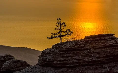 Sunset against pine tree and the sea. Stock Photos