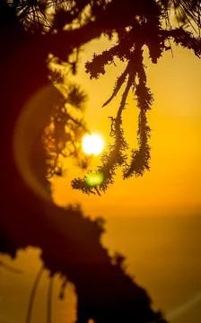 Sunset against pine tree and the sea. Stock Photos