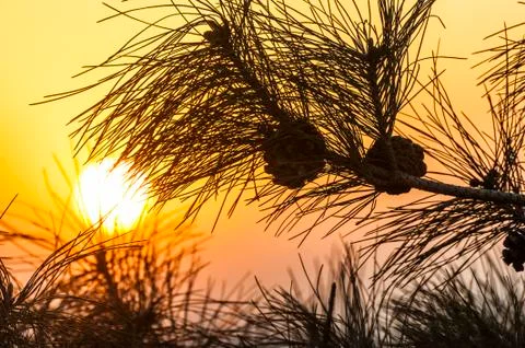 Sunset against pine tree Foto stock
