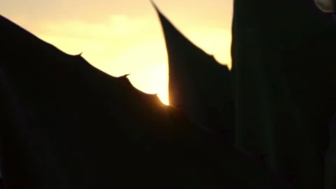 Sunset Agave leaf Stock Footage 197081885