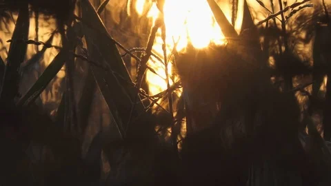 Sunset in agriculture environment among the corn Stock-Footage 116502349
