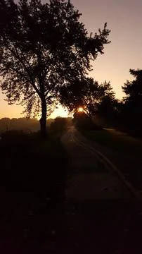 Sunset Along a Tree-Lined Road Stock Photos