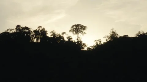Sunset in the Amazon Stock Footage 317885056