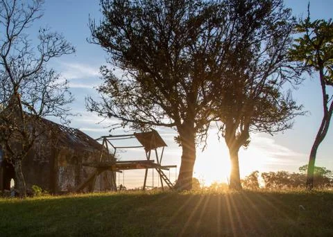 The sunset amid the trees Stock Photos