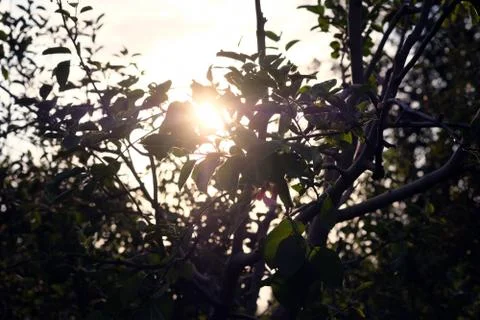 Sunset. Among the branches of the tree the setting sun is visible. Evening sk Stock Photos