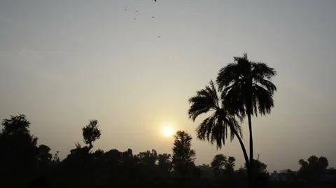 Sunset among date trees Stock Footage 58906547