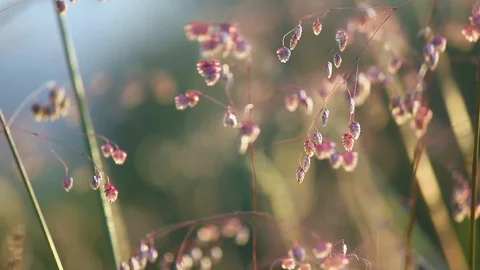 Sunset among the grass in the mountains Stock Footage 112596499