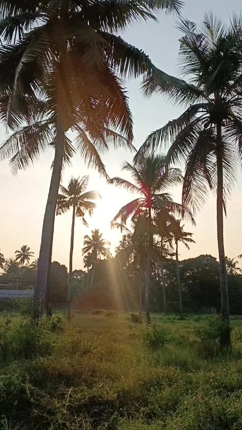 Sunset among palm trees with large leaves Video stock 270289963
