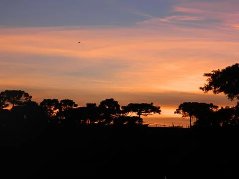 Sunset among pine trees Stock Photos