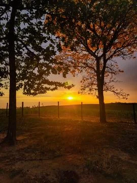 Sunset Among Trees Stock Photos