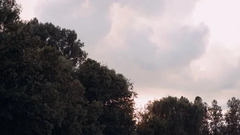 Sunset among the treetops. Trees blowing in the wind. Stock Footage 131668790