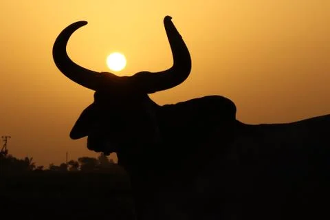 Sunset and animal Stock Photos