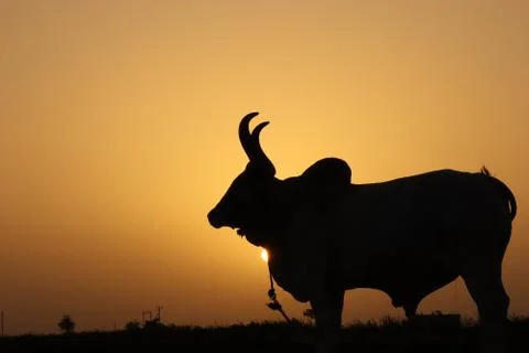 Sunset and animal Stock Photos