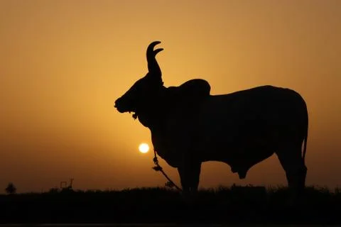 Sunset and animal Stock Photos
