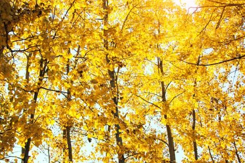 Sunset and aspen trees. Sunlight through tree foliage. Yellow shiny leaves in Stock Photos