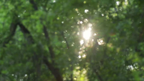 Sunset and beams of the sun through trees. Out of focus. Stock Footage 158236422