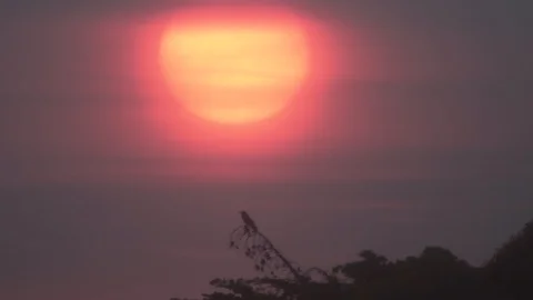 Sunset and bird Video stock 113128052