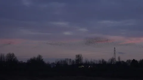 Sunset and birds flying in the evening light England awesome nature UK 4K Stock Footage 204883561