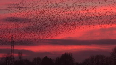 Sunset and birds flying in large flock on migration evening sky 4K Video stock 205883874