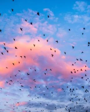 Sunset and birds Stock Photos