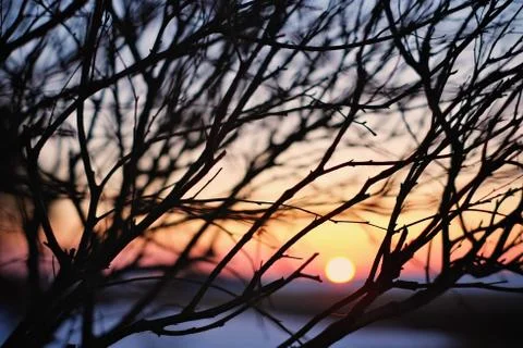 Sunset and branches Stock Photos