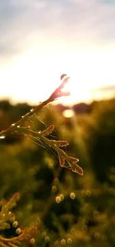 Sunset and bug Stock Photos