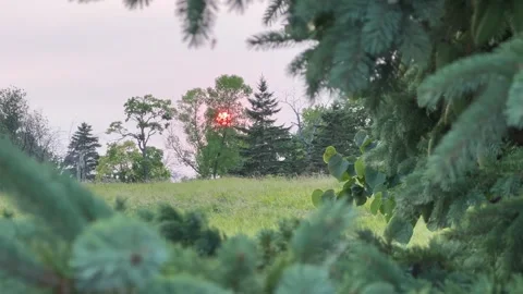 SUNSET AND BUGS THROUGH PINE TREE Stock Footage 248580648