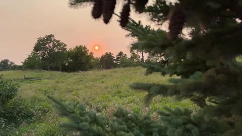 SUNSET AND BUGS THROUGH PINE TREE Stock Footage 248580657