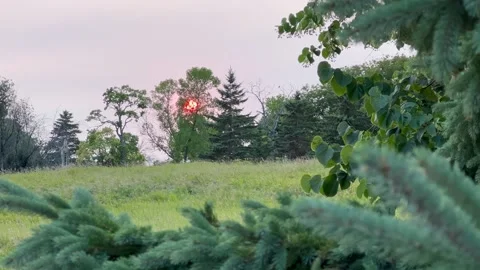 SUNSET AND BUGS THROUGH PINE TREE Stock Footage 248580662