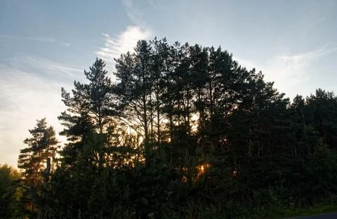 Sunset and clouds through the trees in summer Stock Photos