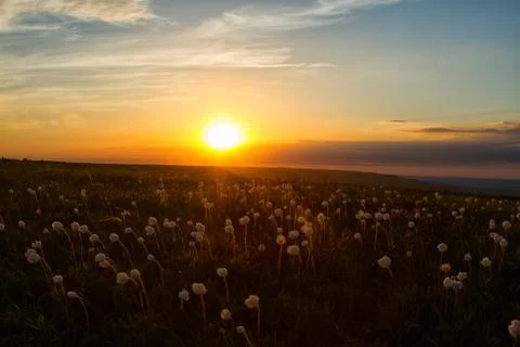 Sunset and clover filed. Stock Photos
