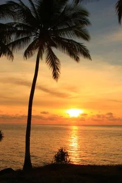 Sunset and coconut trees Stock Photos