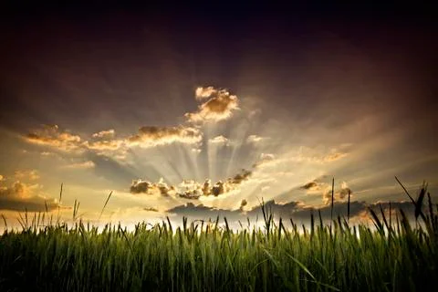 Sunset and cornfield. Stock Photos