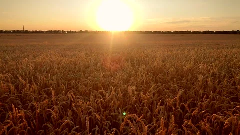 Sunset and dawn in wheat field. Sunrise or sundown on horizon above field Stock Footage 323399571