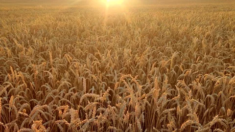 Sunset and dawn in wheat field. Sunrise or sundown on horizon above field Stock Footage 323400534