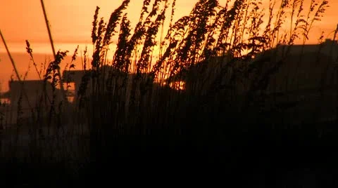 Sunset and Dune Grass 動画素材 10588538