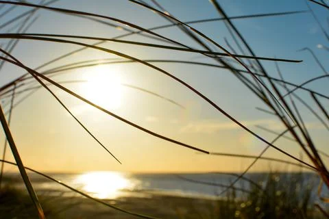 Sunset and dune grass Stock Photos
