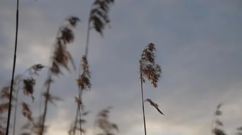 Sunset and ears of ripe wheat Stock Footage 51661264