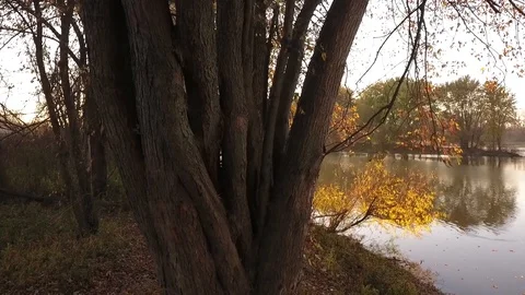 Sunset and Fall Trees and River Stock-Footage 104821957