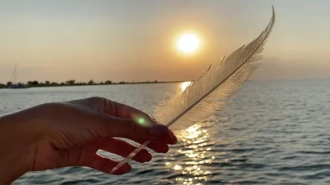 Sunset and feather Stock Footage 156163975