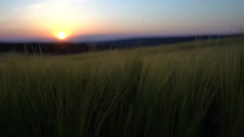 Sunset and a field of green wheat ears Stock Footage 217355583