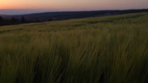 Sunset and a field of green wheat ears Stock Footage 217356573