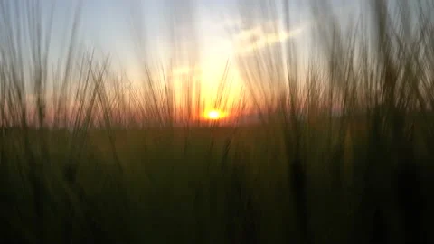 Sunset and a field of green wheat ears Stock Footage 217356731