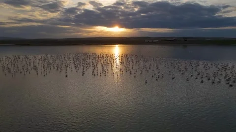 Sunset And Flamingos Vídeo Stock 331937597
