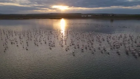 Sunset And Flamingos Stock Footage 332614943